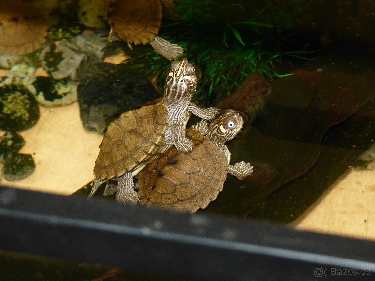 Želva mapová (Graptemys sp - 2