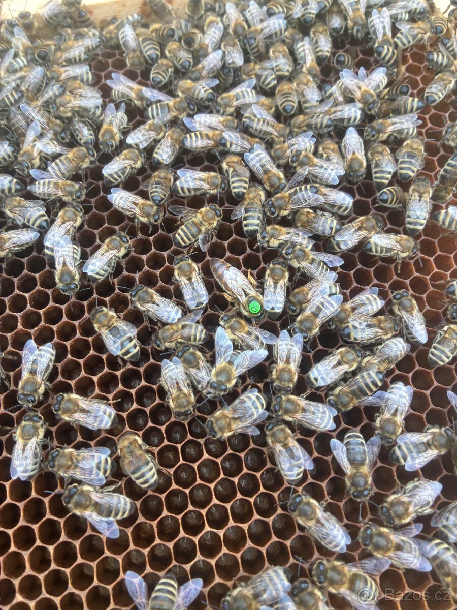 Vyzimovaná včelstva - 2