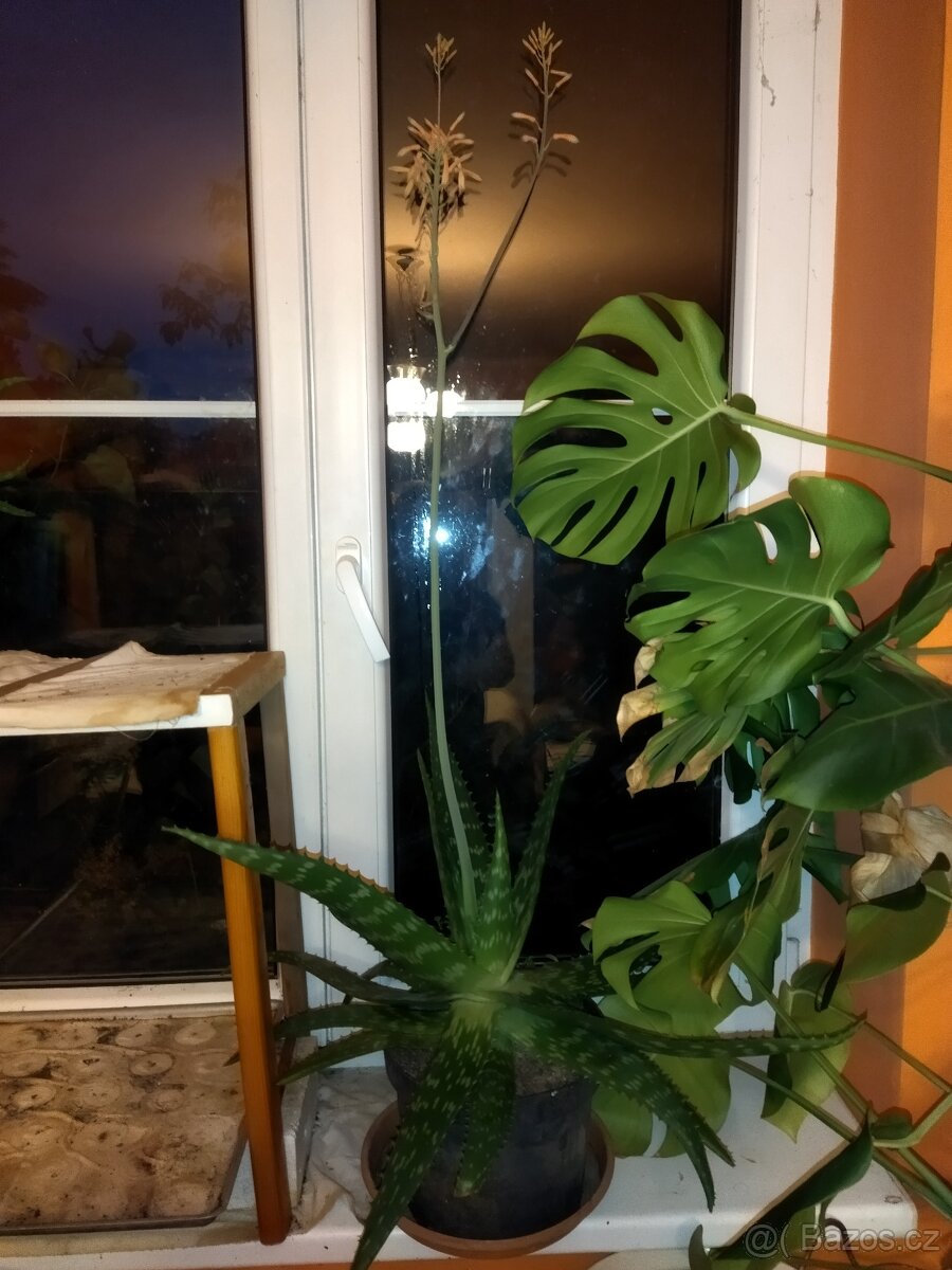 Nabízím aloe vera - 2