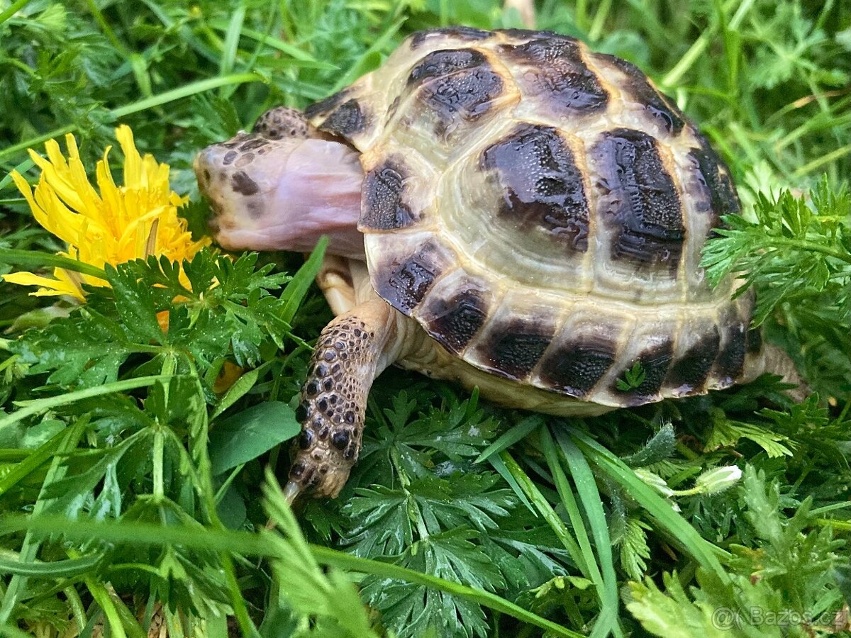 Testudo horsfieldii - 2