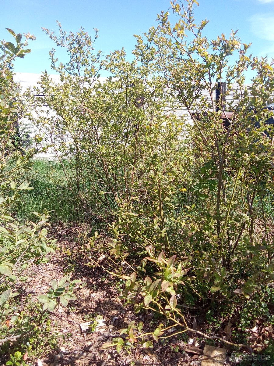 Kanadské borůvky, brusinky - 2