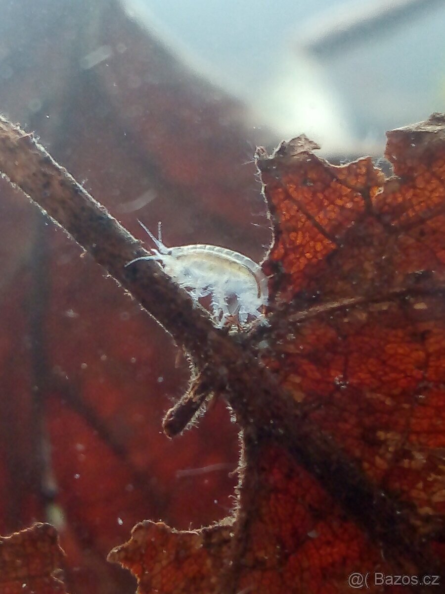 Živé krmení - mexický blešivec (gammarus) - 2