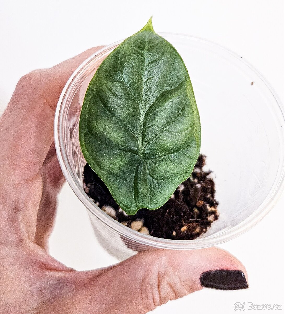 Alocasia Dragon Scale - 2