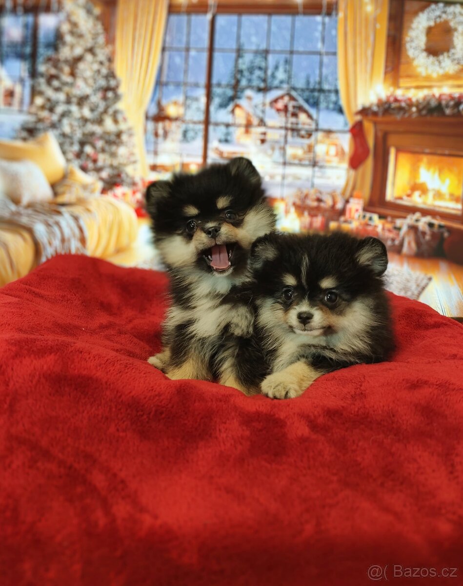 Pomeranian / Zwergspitz - 2