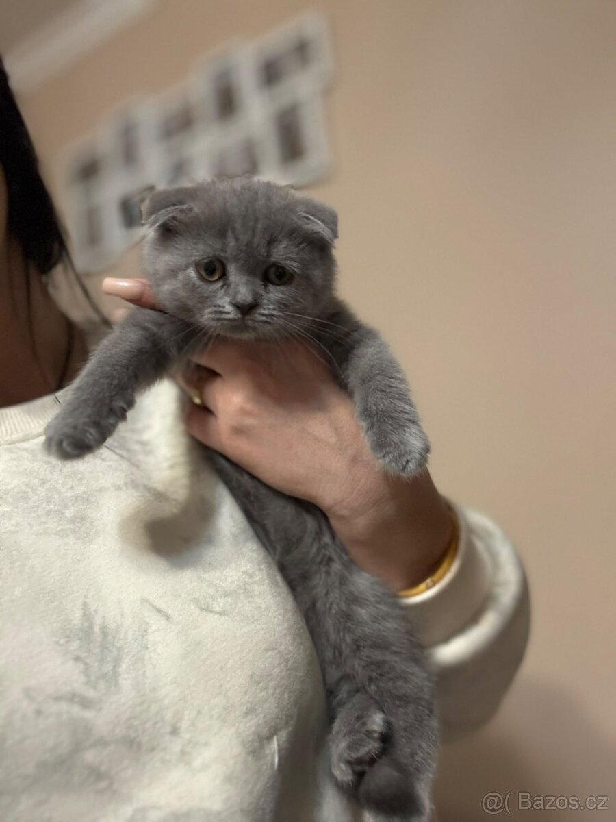 skotská klapouchá koťátka - 2