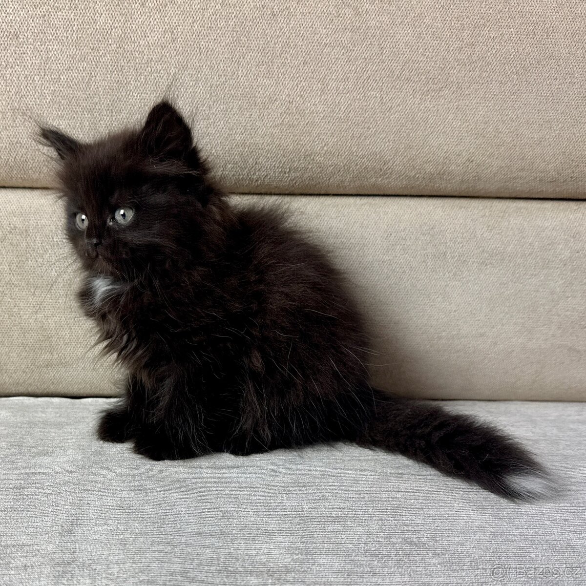 Sibiřská kočka -holčička Noisy s PP - 2