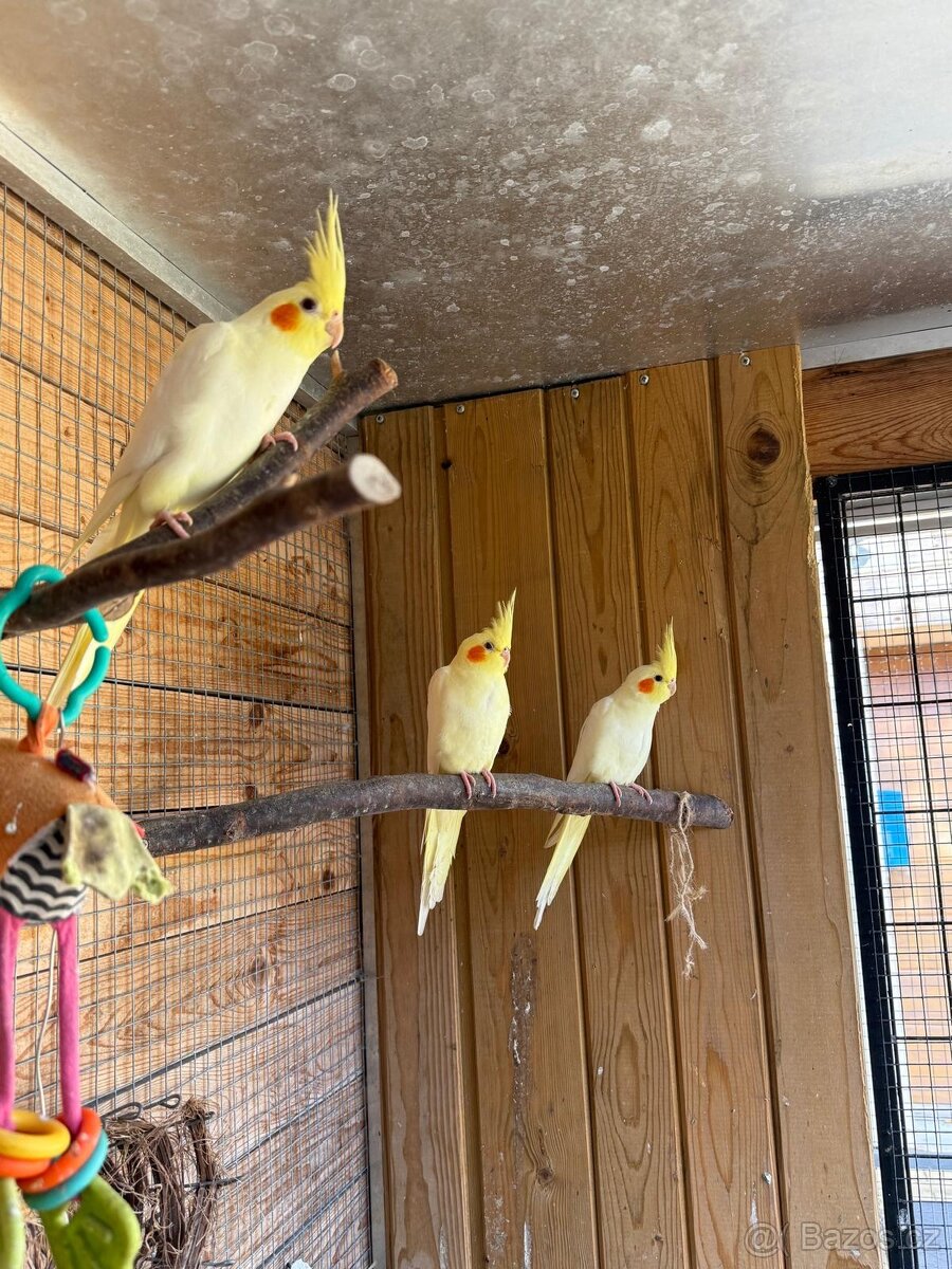 Korela chocholatá, lutino - 2