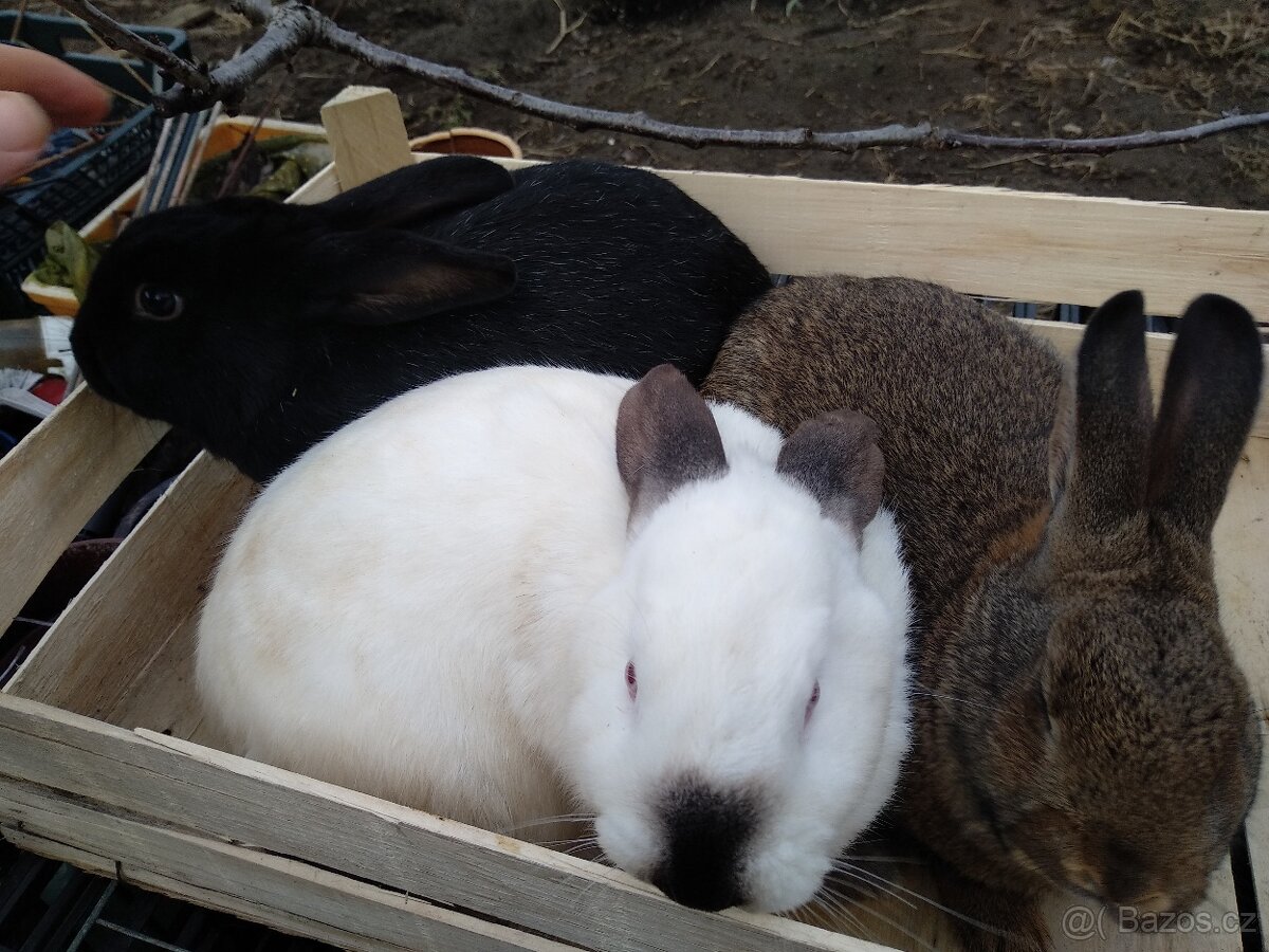 Kalifornský králík+ mix - 2