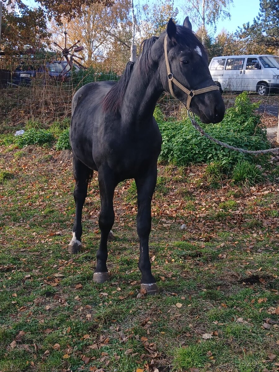 Slezský hřebec, 1,5 roku - 2