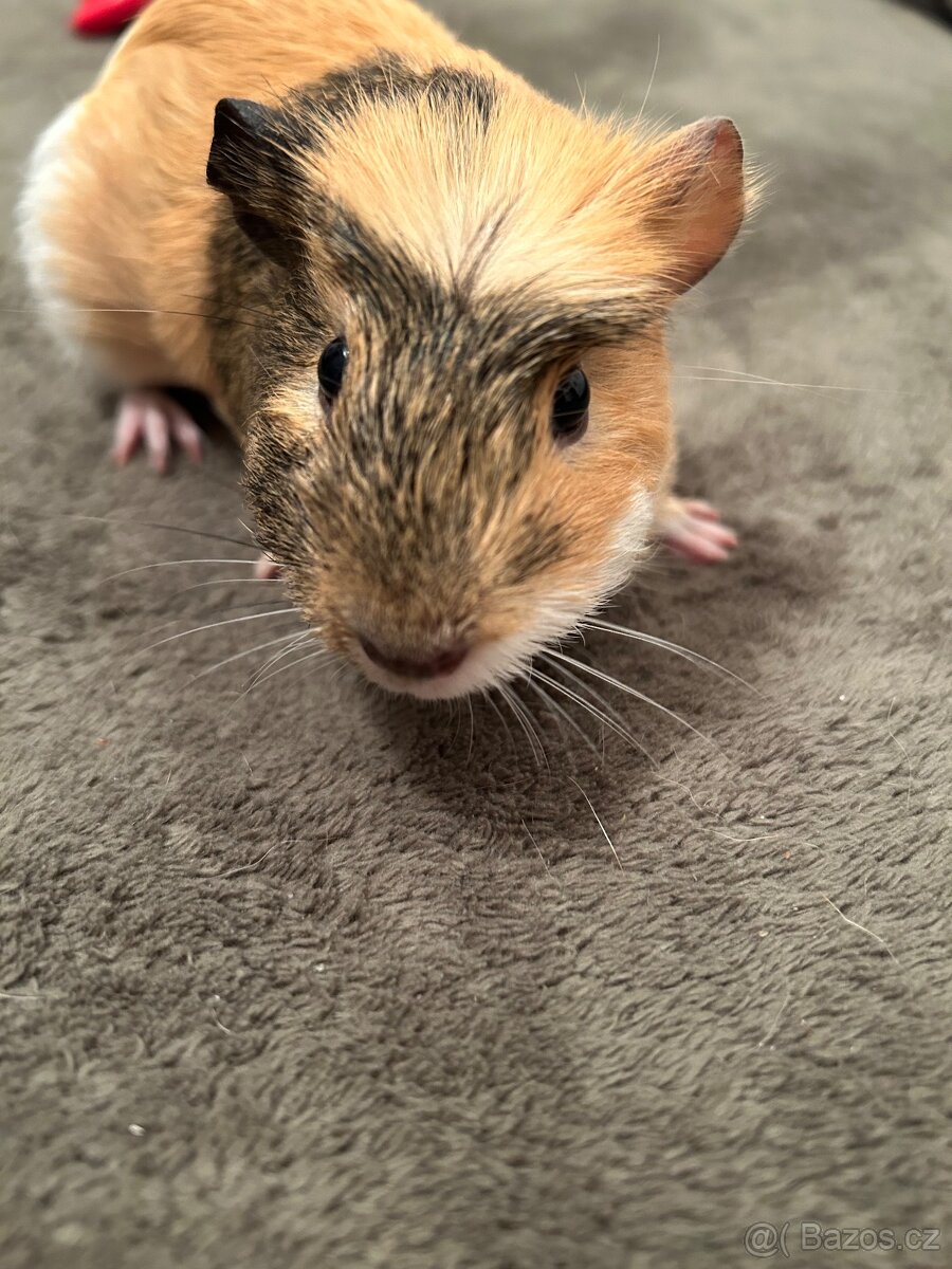 Morčátko - 2