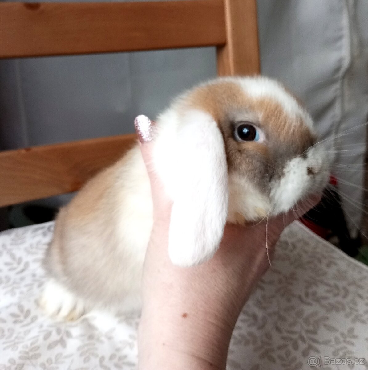 Zakrslý beránek králíček - 2