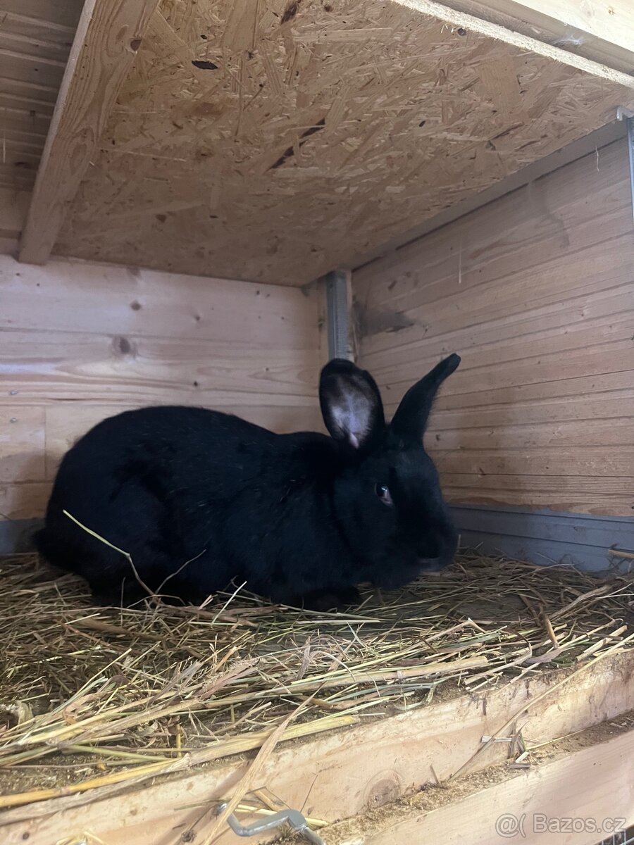 Prodám samice králíků - 2