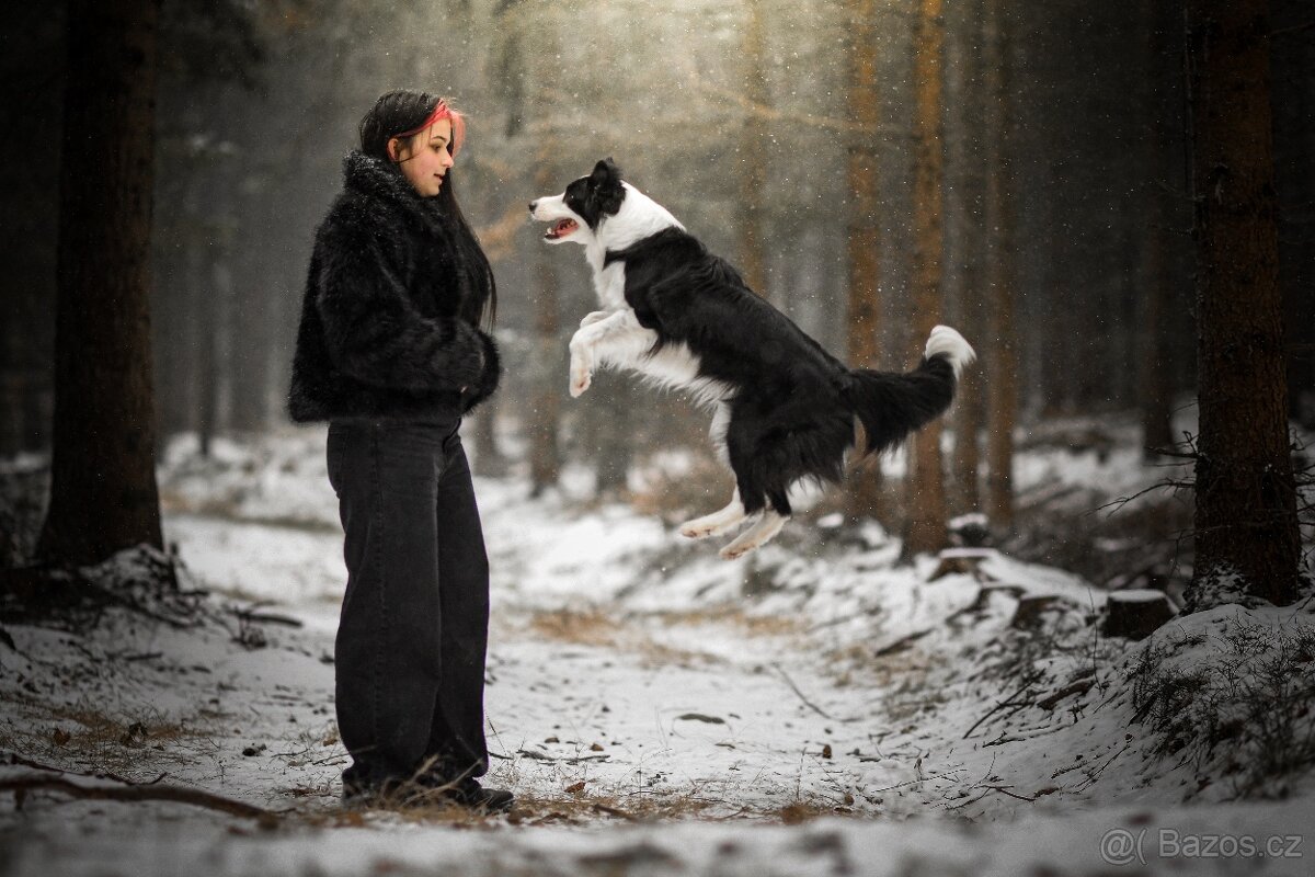 Border kolie s PP - 2