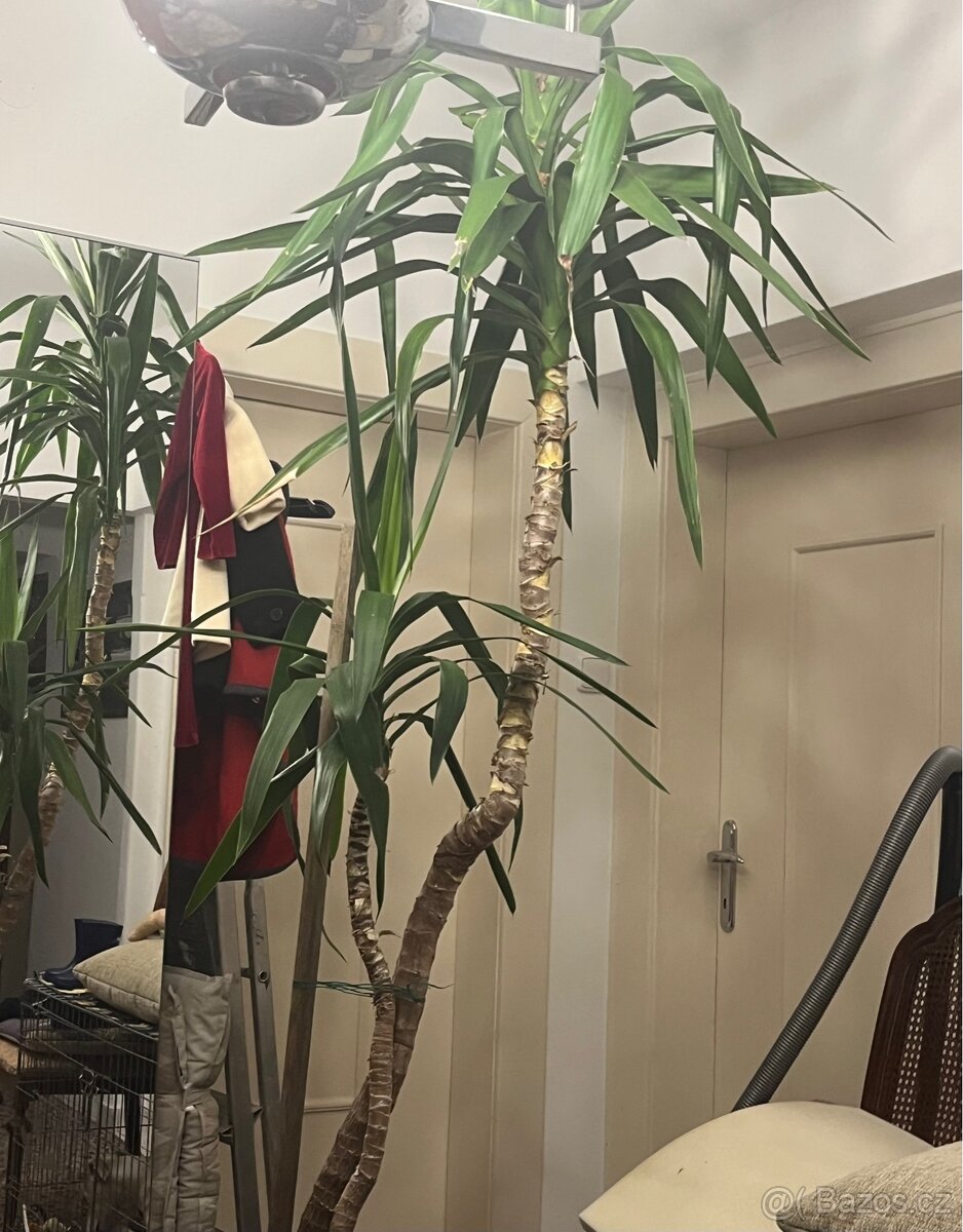 Pokojová květina - 2