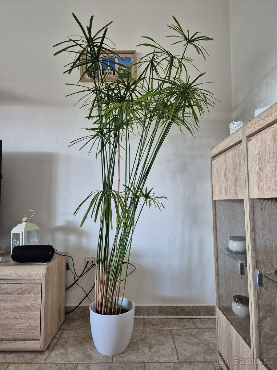 Šáchor papylus - 2