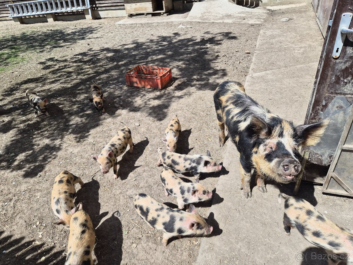 Kune Kune selátka na prodej - 2