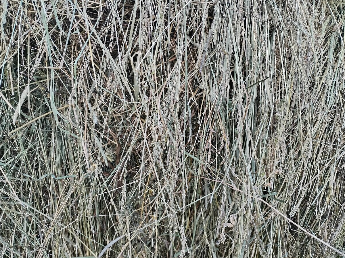 Seno - 2