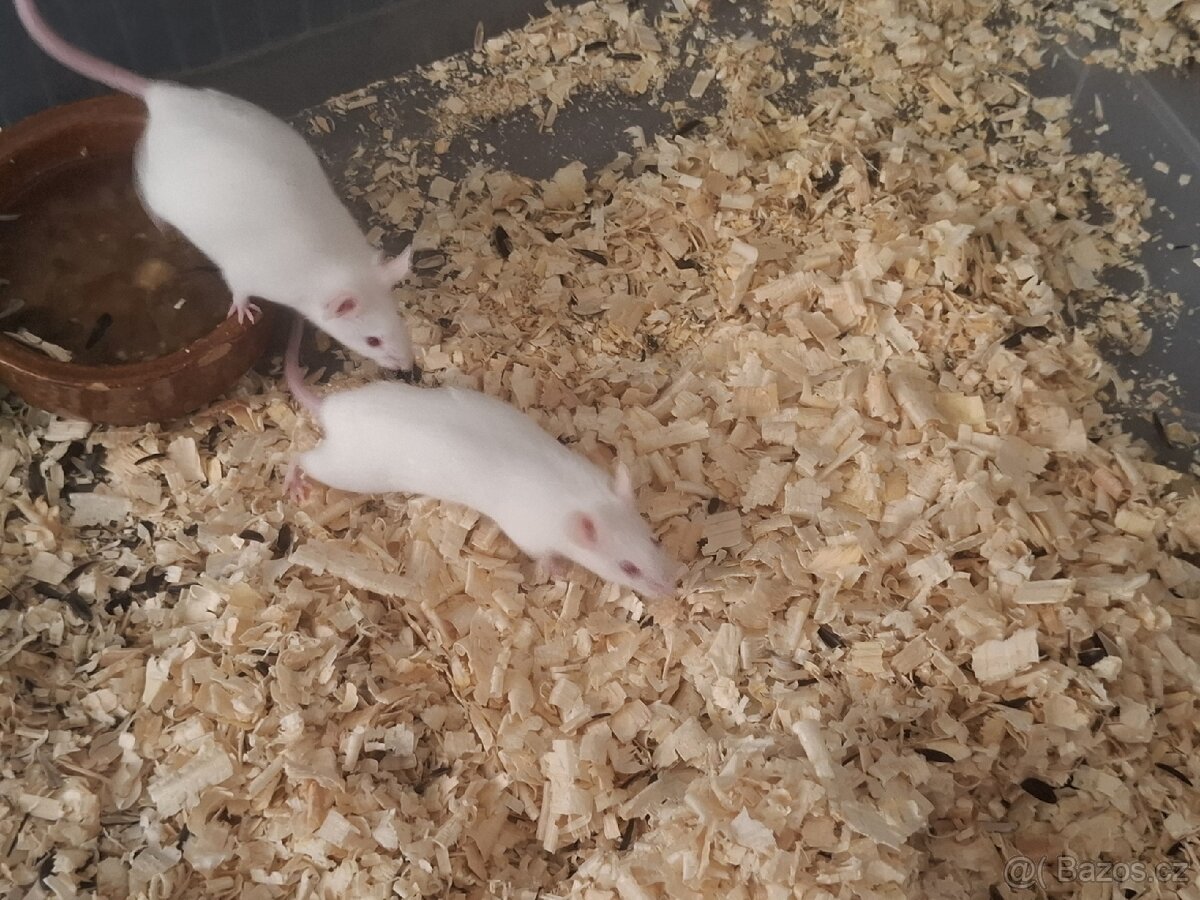 Myš laboratorní - 2
