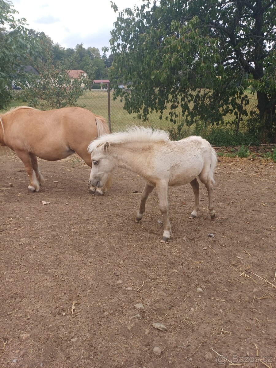 Mini Horse - 2