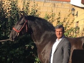 Prodej super klisny do sportu - 2