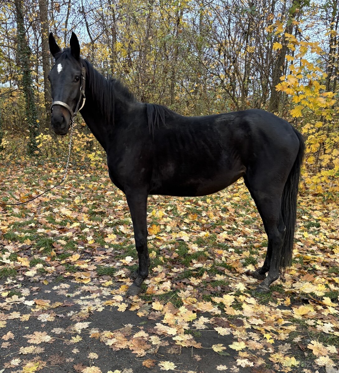 Na jaře 3 letá klisna do sportu i rekreaci - 2