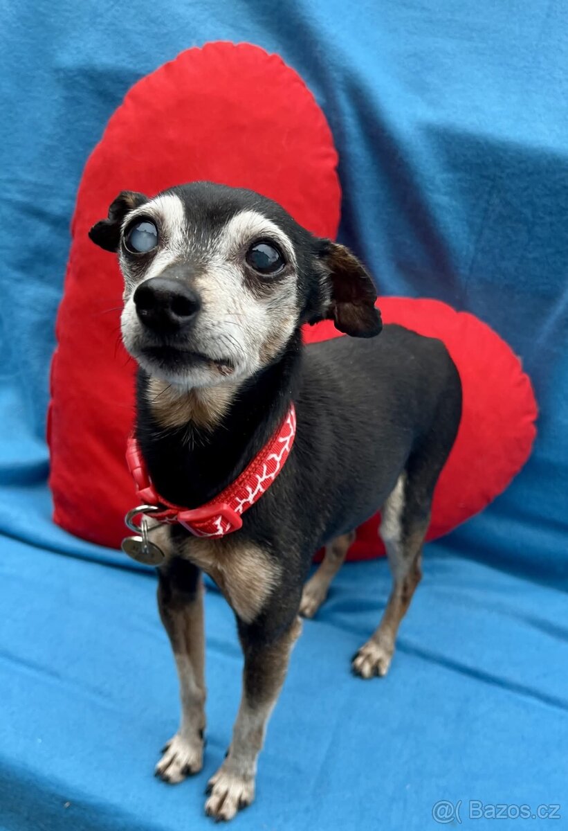 RONÍČEK - 3 kg, kastrovaný psík 13 let - 2