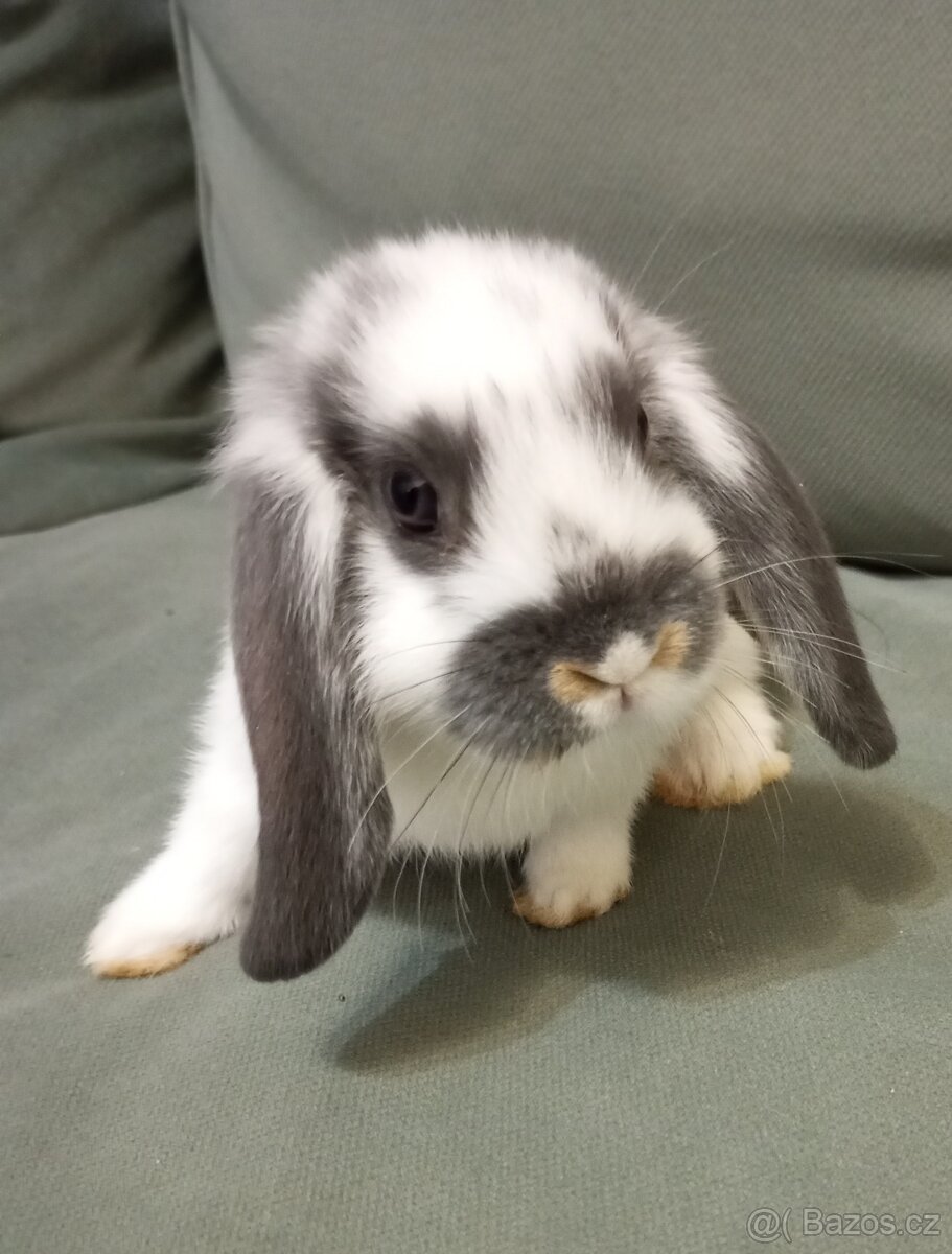 Zakrslý beránek králíček - 2