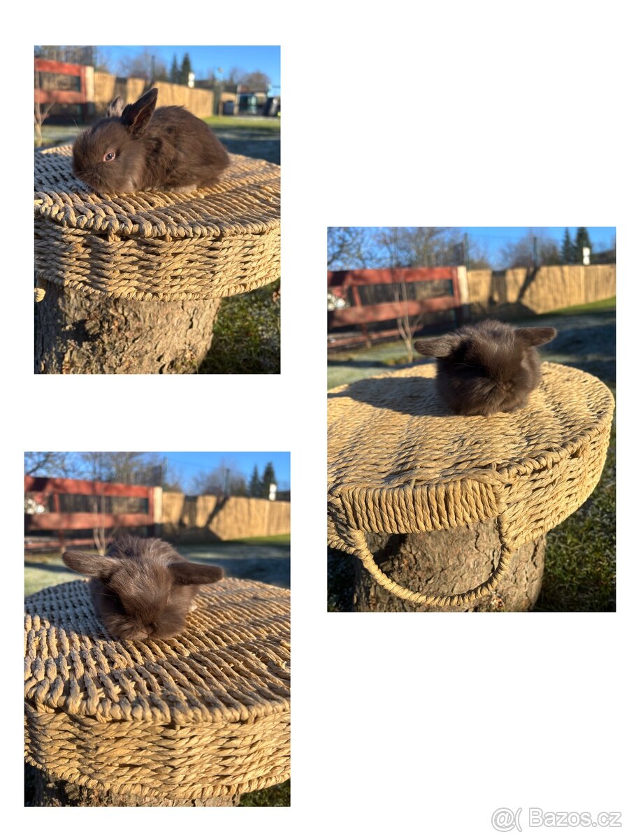 Zakrslý králík - mini lop - 2