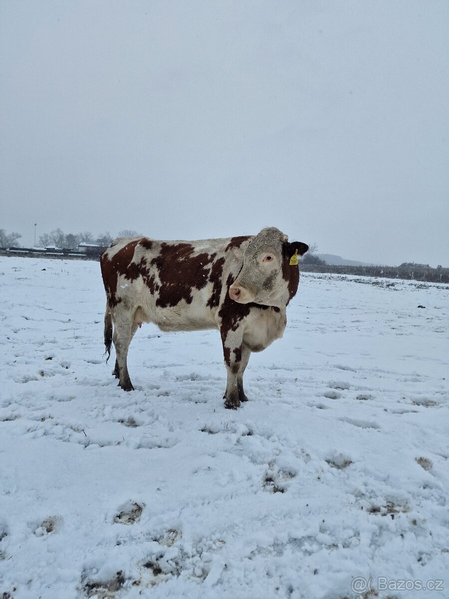 Prodáme březí krávy - 2