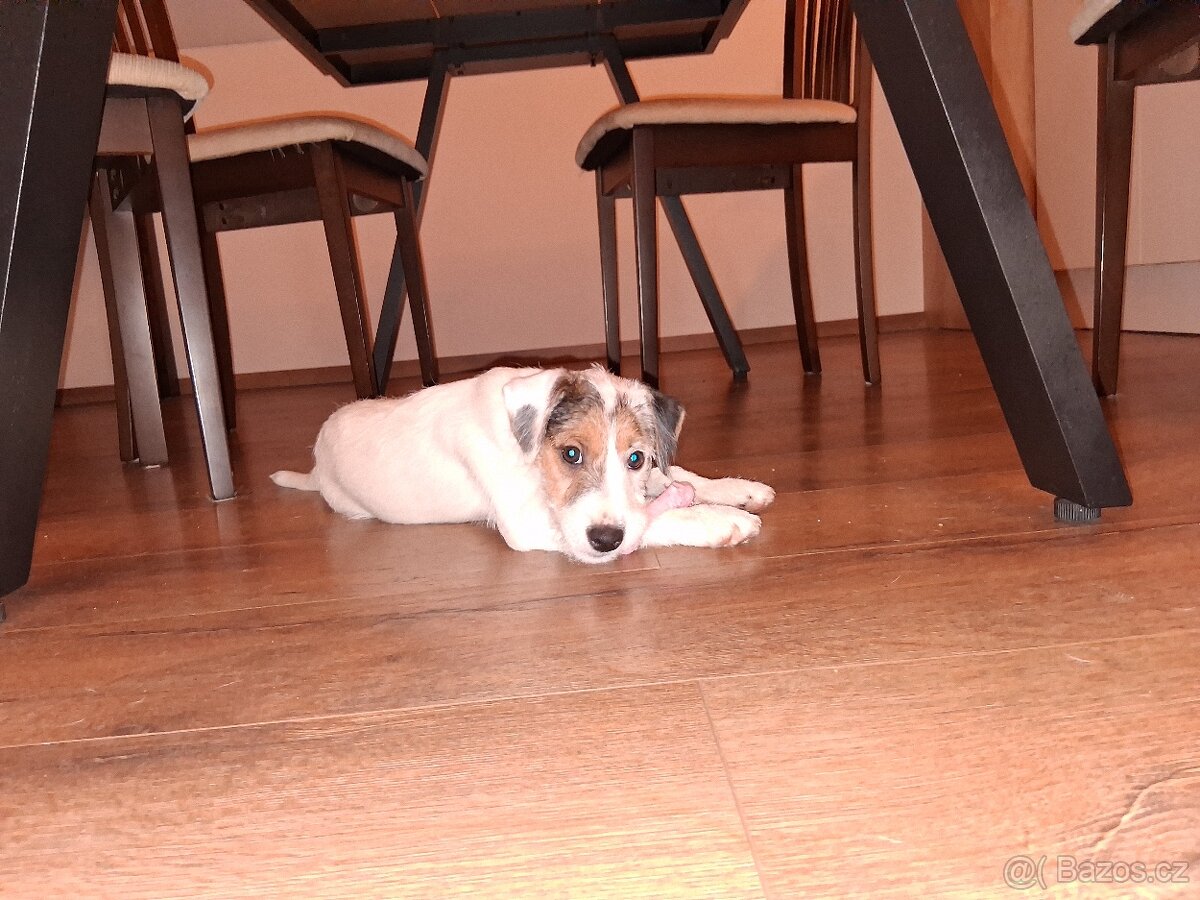 Parson Russell teriér - 2