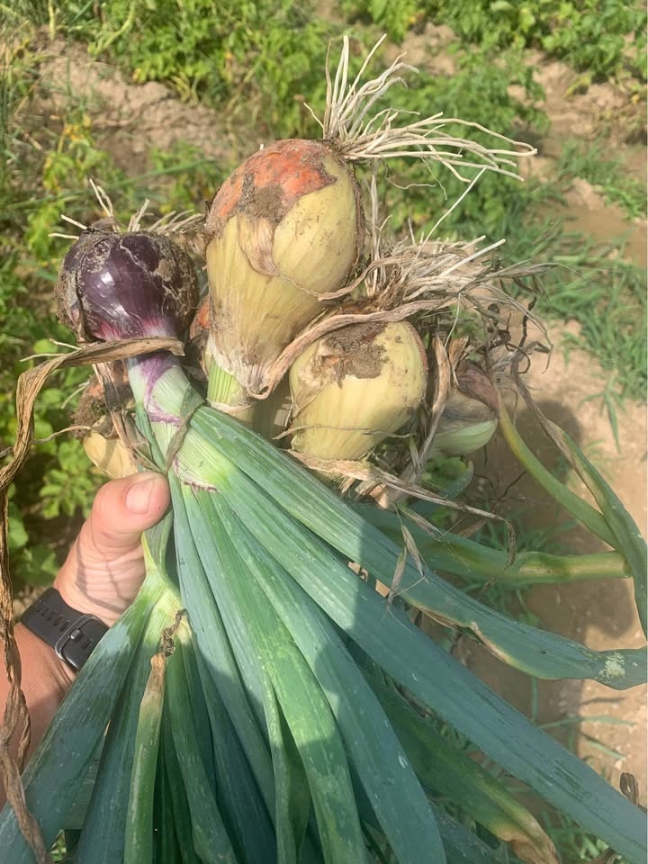 Prodám domácí brambory balení od 5Kg - 2
