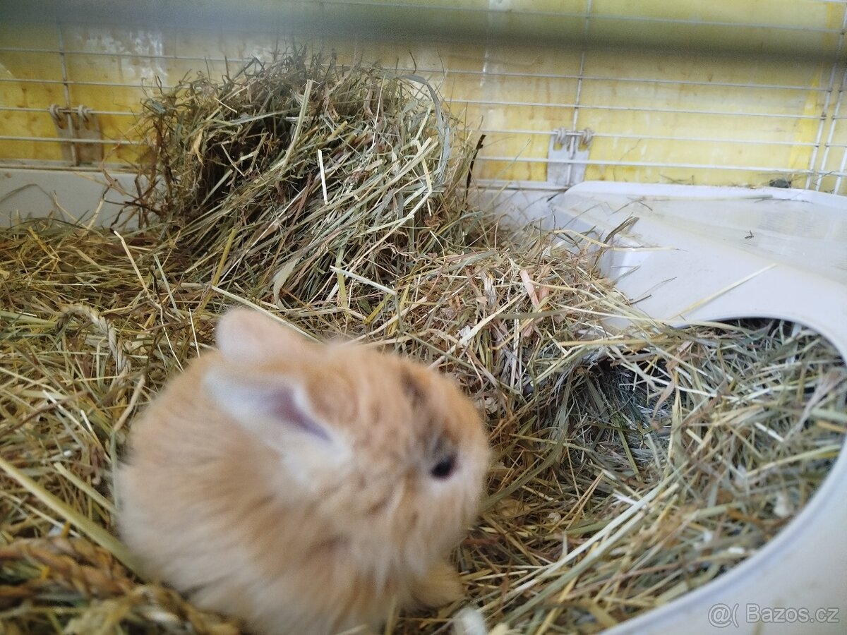 králíček Pirát - 2