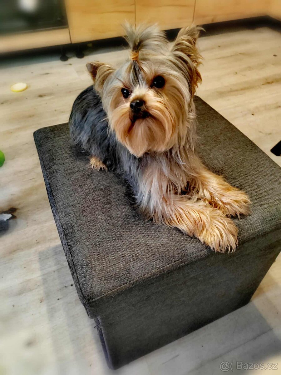 Yorkšírský teriér ke krytí - 2