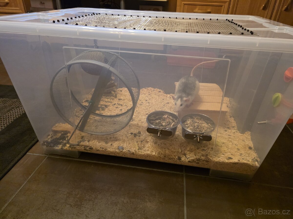 Prodám dva dumbo potkánky i s ubikací. - 2