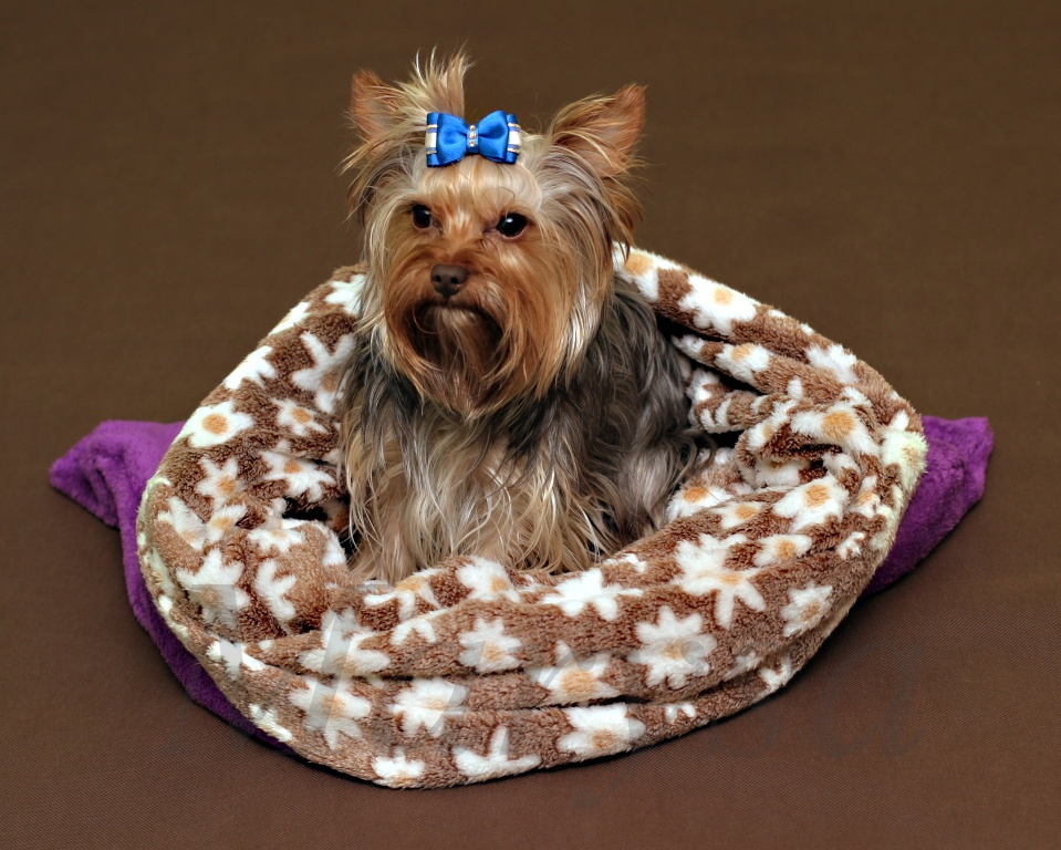 Pelíšky pro psy - 2