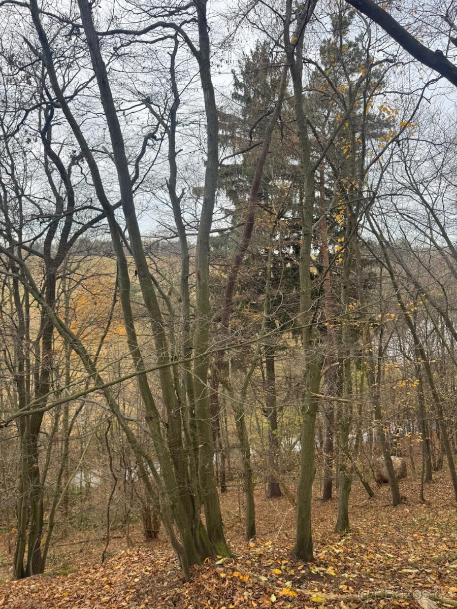 Prodej lesního pozemku v k.ú. Otinoves - 2