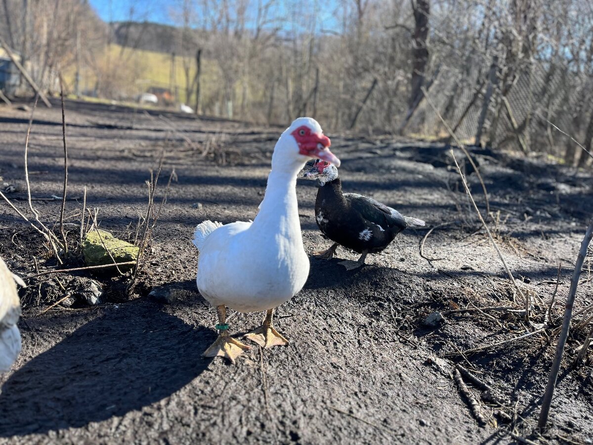 Kačer pižmový loňský - 2