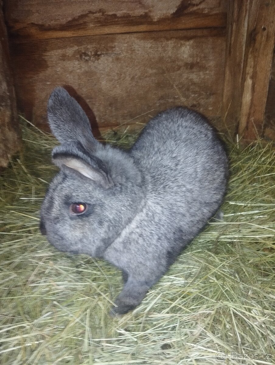 Samec od králíka - 2