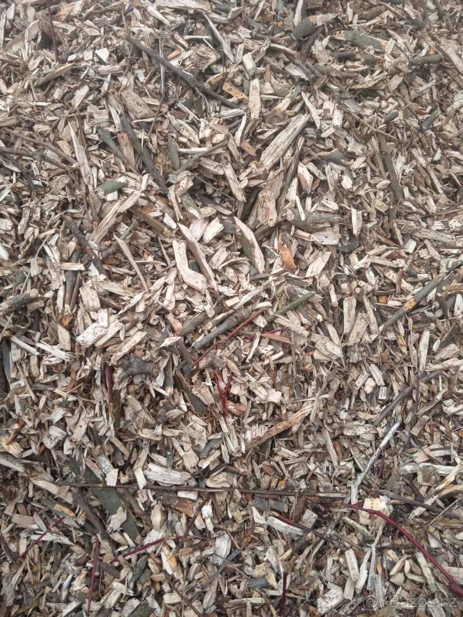 Jasanová štepka - 2