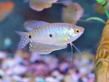 Čichavec modrý-Trichopodus trichopterus - 2