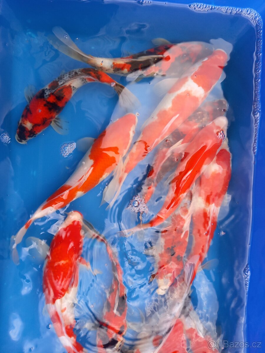 Koi kapr originál - 2