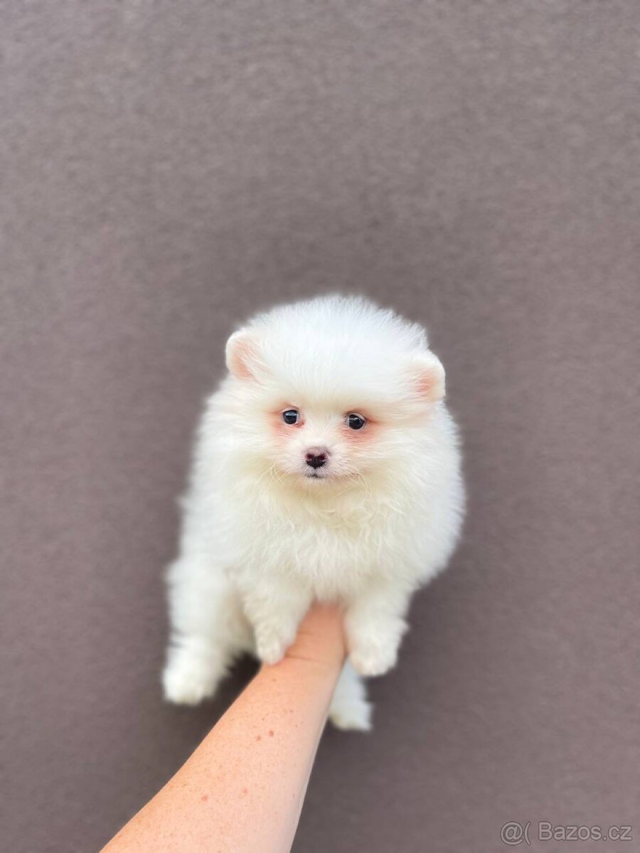 Pomeranian špic - 2