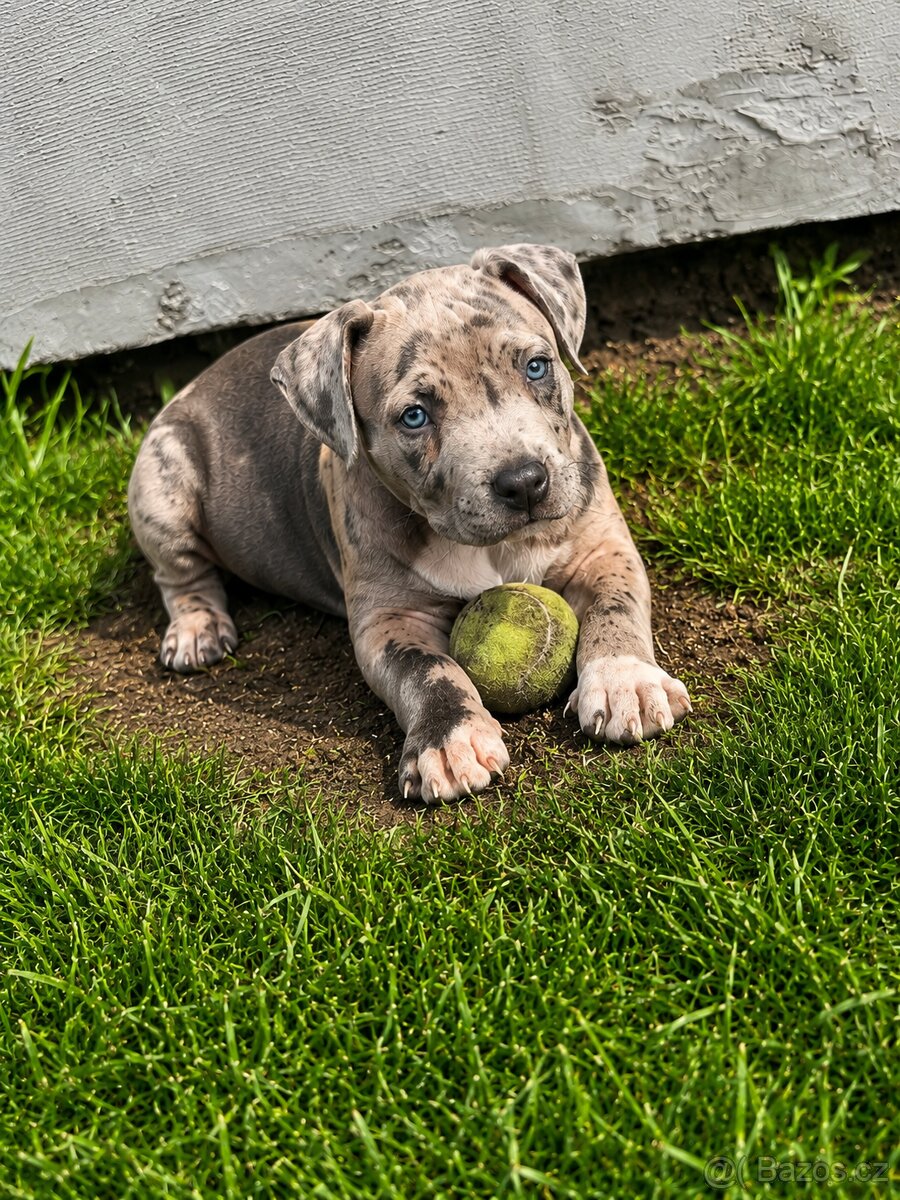 American Bully Xl - 2