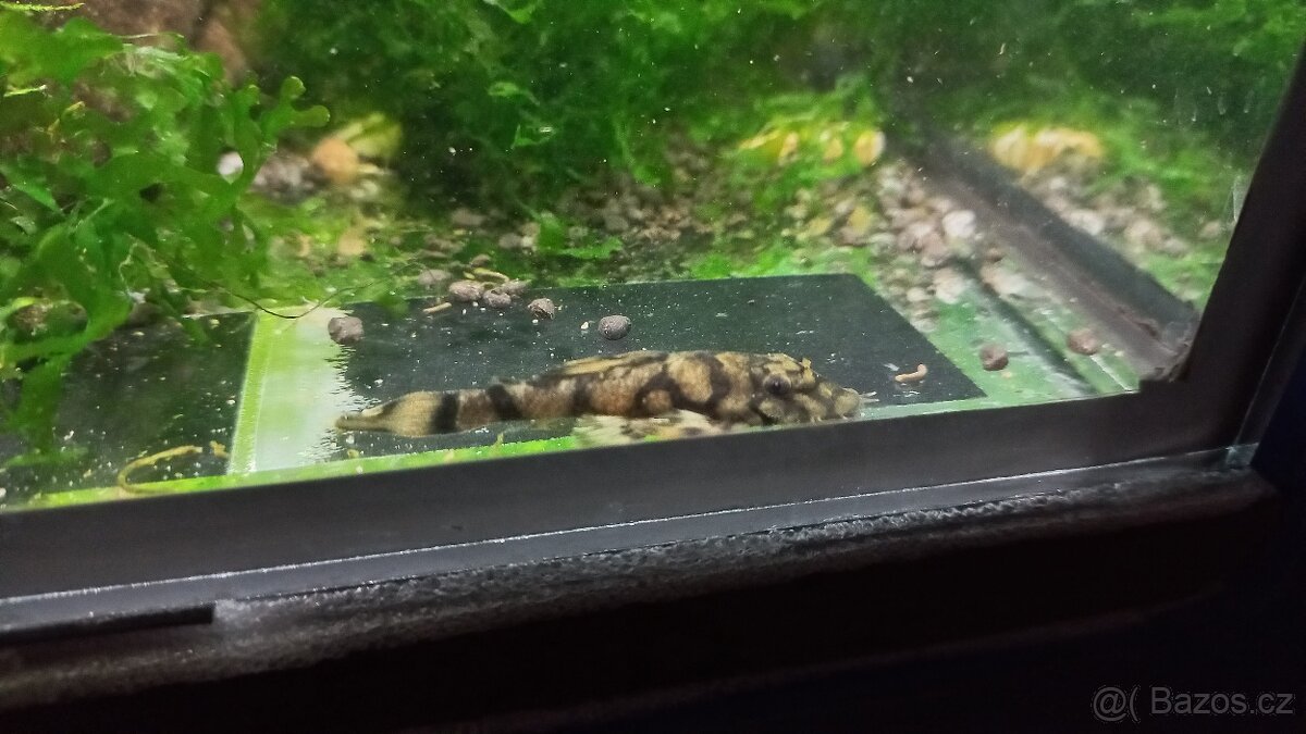 L519 ancistrus - 2