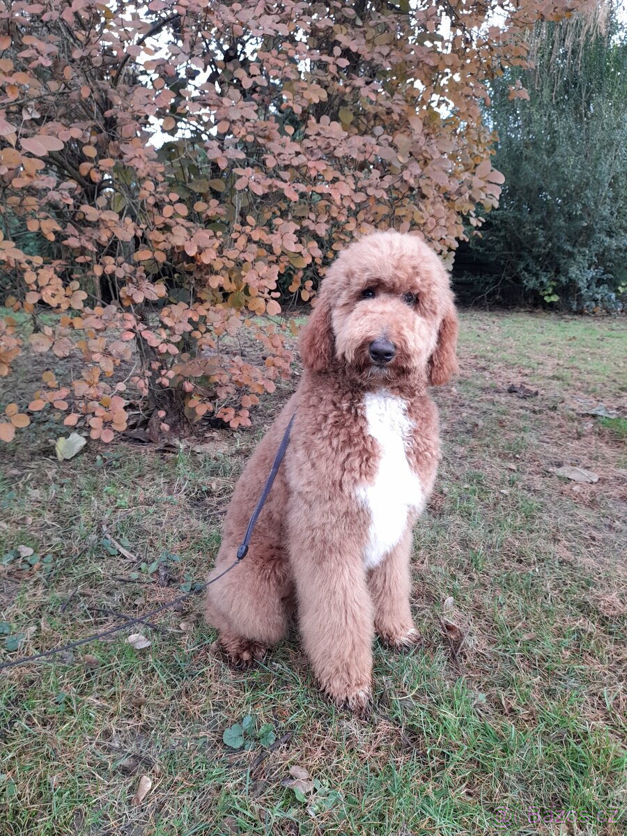 Pudl velký ( královský) štěňata bez pp - 2