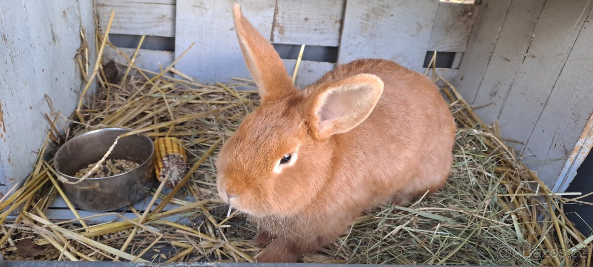 Prodej králíka - 2