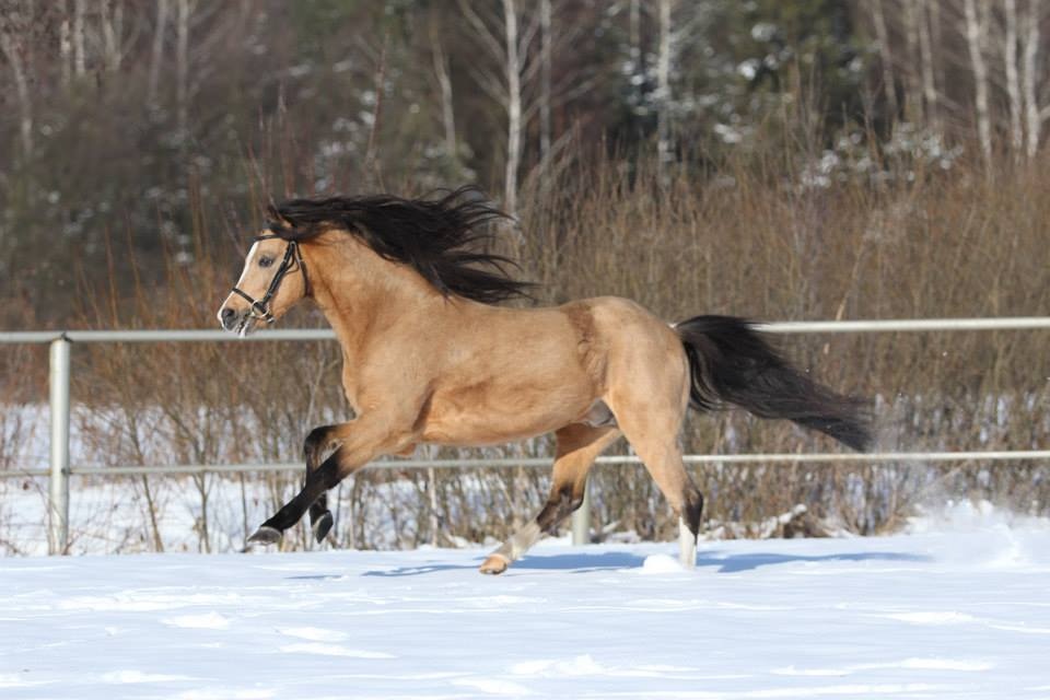 Připouštění Welsh pony - 2