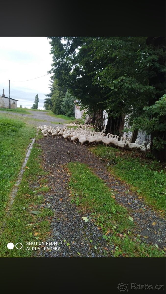 Domácí vykrmené kachny - 2