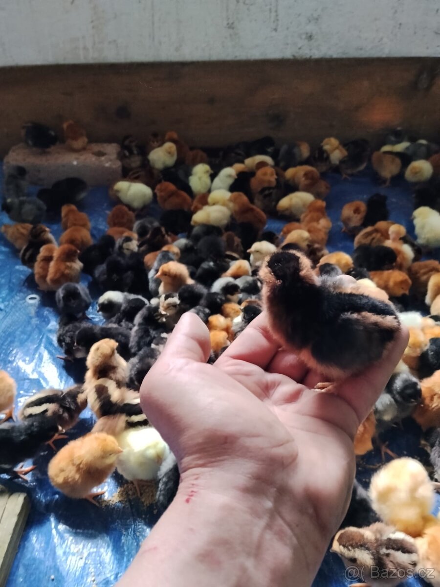 Nosnice 12 týdnů -objednávky - 2