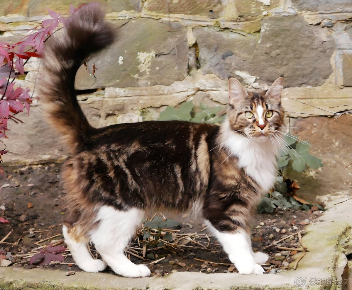 Yvonka - Mainská mývalí kočka s PP - 2